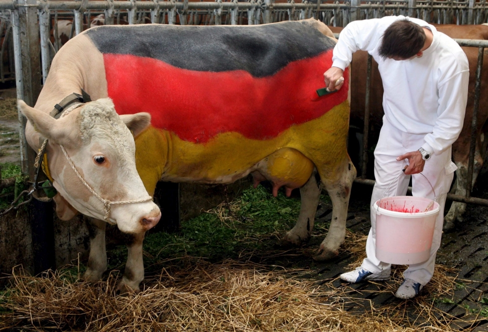 German cow